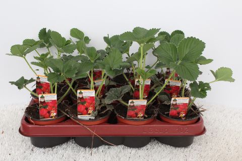 Fragaria x ananassa 'Daroyal'