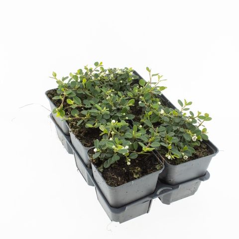 Cotoneaster procumbens 'Queen of Carpets'