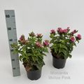 Monarda didyma 'Melua Pink'