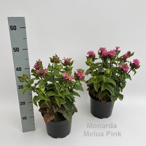 Monarda didyma 'Melua Pink'