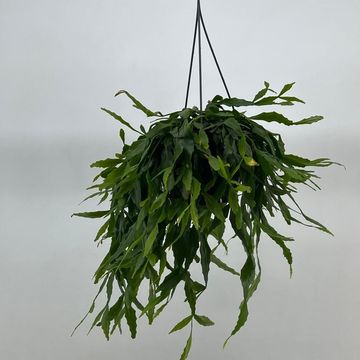 Rhipsalis crispata
