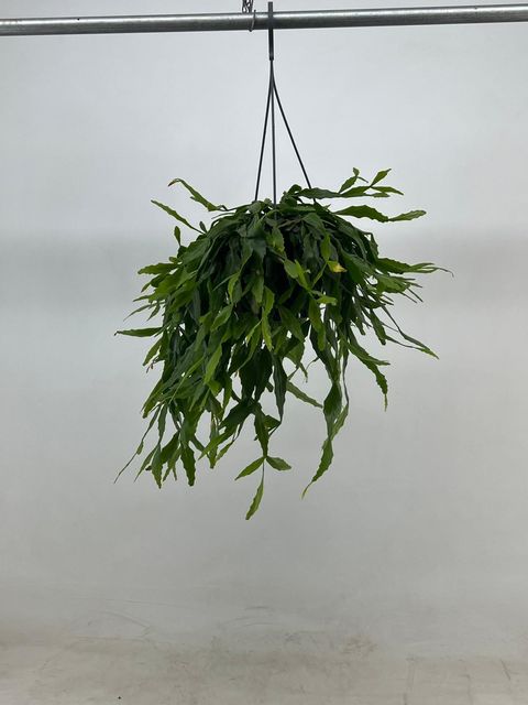 Rhipsalis crispata