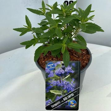 Caryopteris x clandonensis BLUE EMPIRE