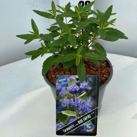 Caryopteris x clandonensis BLUE EMPIRE