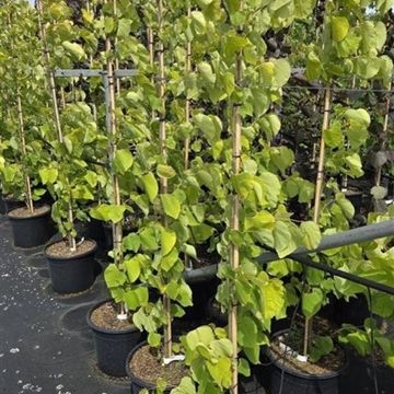 Cercis canadensis 'Hearts of Gold'