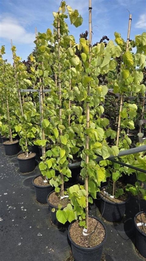 Cercis canadensis 'Hearts of Gold'