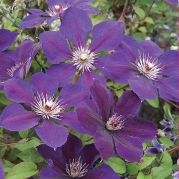 Clematis 'Джипси Квин' (LL)