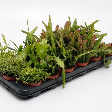 Rhipsalis MIX