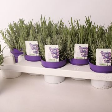 Lavandula angustifolia 'Hidcote'