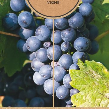 Vitis 'Regent'