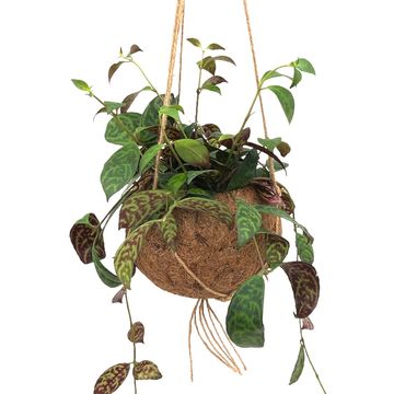 Aeschynanthus marmoratus