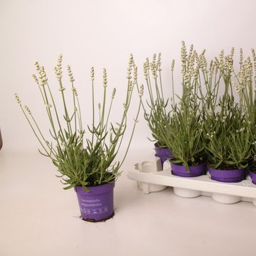 Lavandula x intermedia 'Edelweiss'