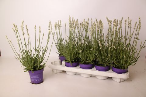 Lavandula x intermedia 'Edelweiss'
