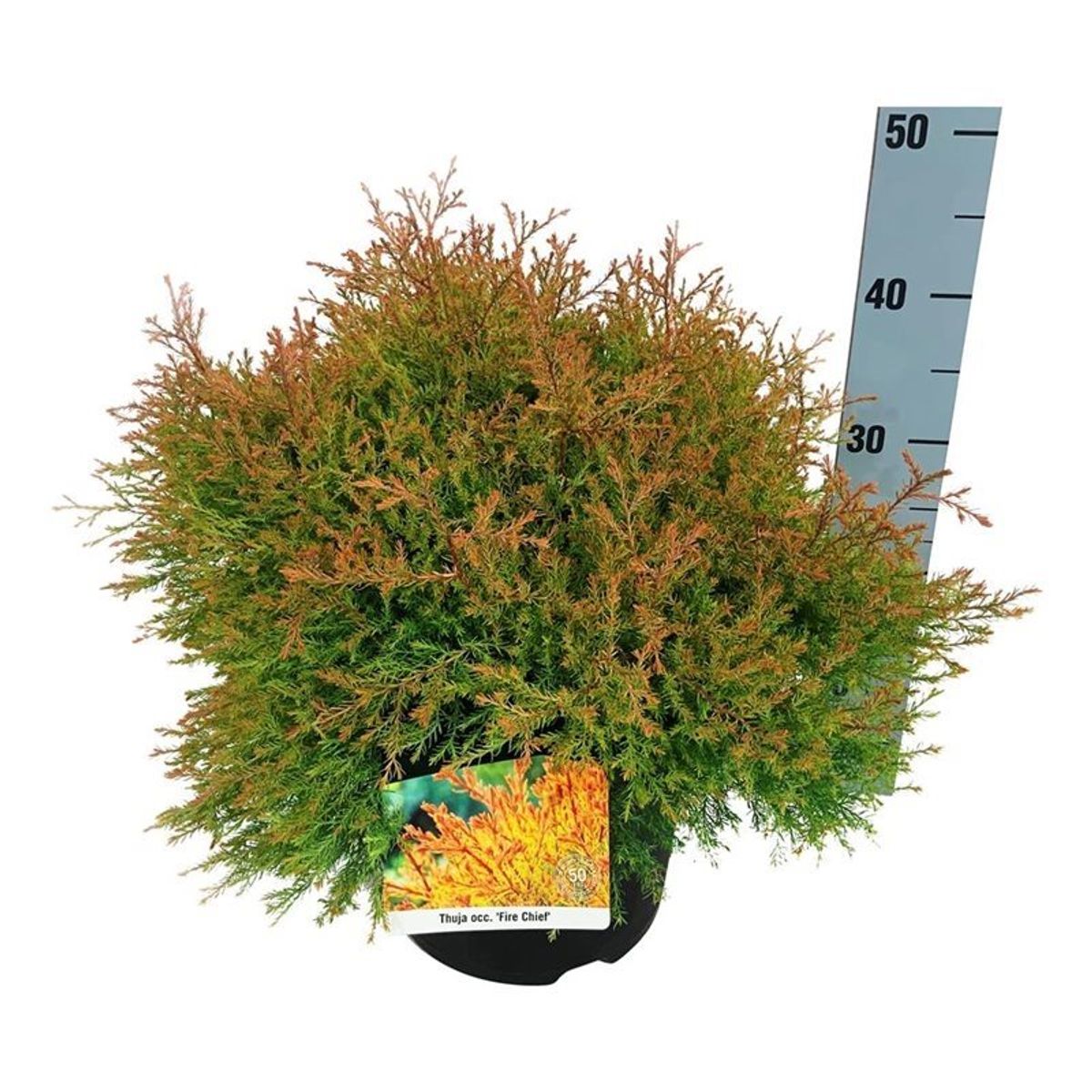 Thuja fire chief plant