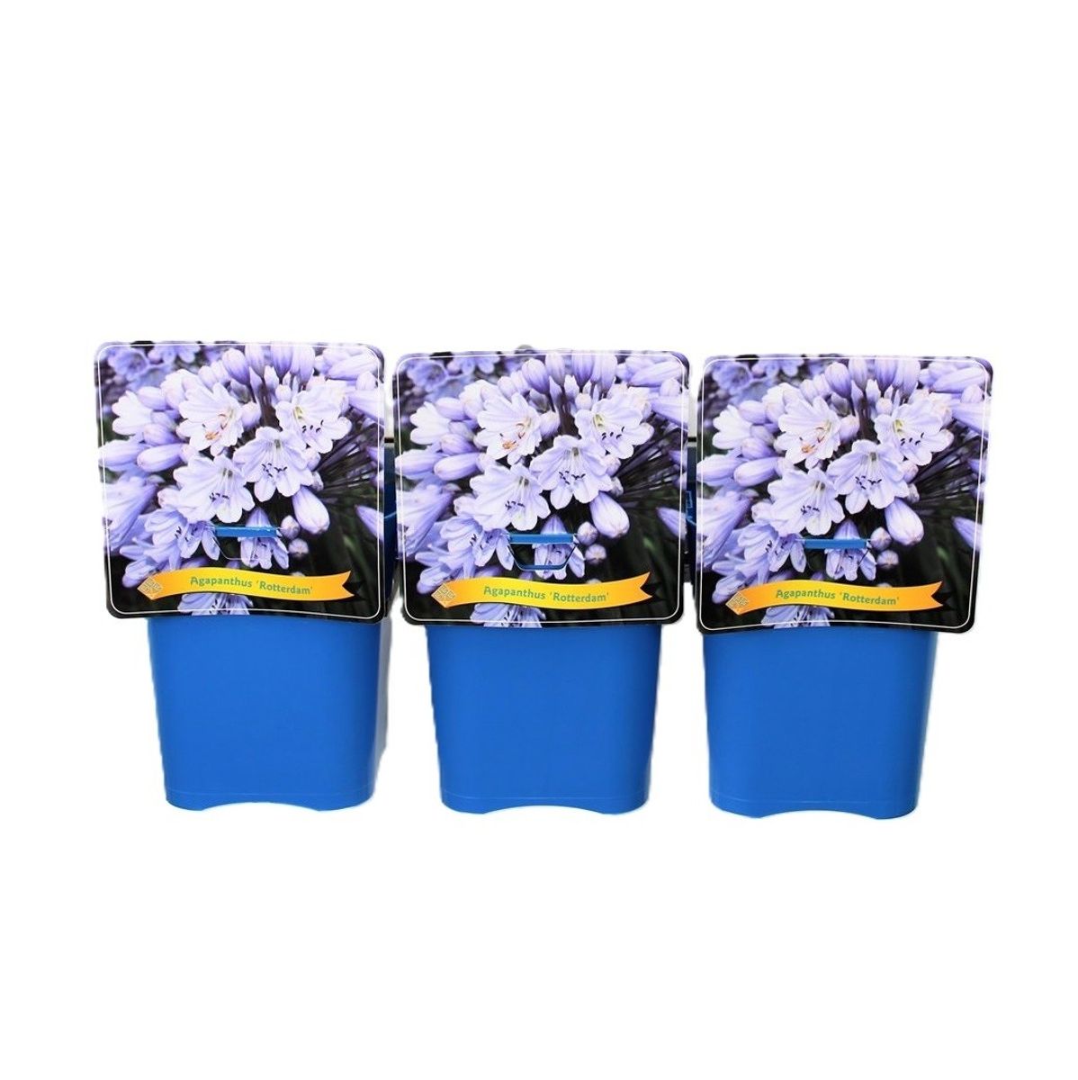 Agapanthus 'Rotterdam' — Plant Wholesale FlorAccess