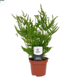 Pteris straminea