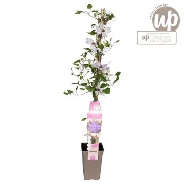 Clematis 'Baltyk' (EL)