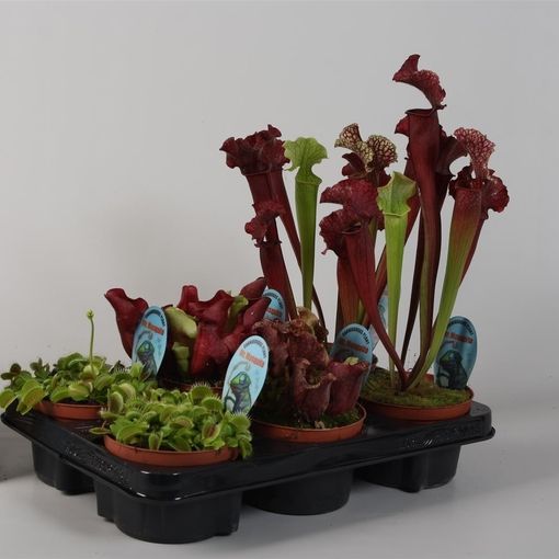 Carnivorous plants MIX — Рослини оптом FlorAccess