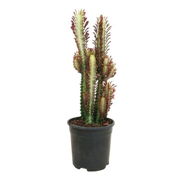 Euphorbia trigona 'Rubra'