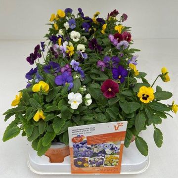 Viola CORNUTA MIX IN POT