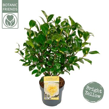 Camellia x williamsii 'Jury's Yellow'