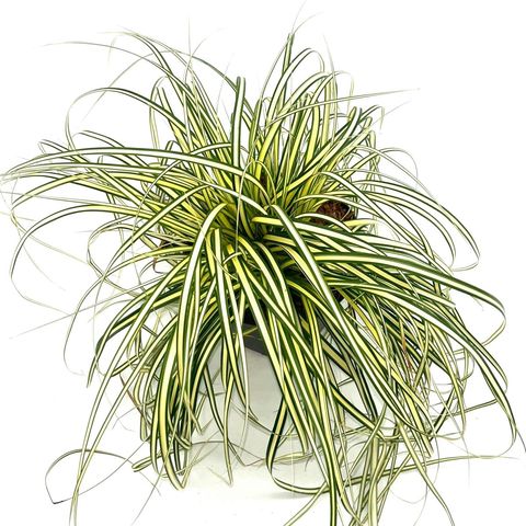 Carex oshimensis 'Evergold'
