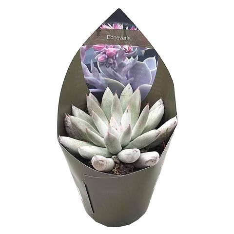 Echeveria tolimanensis