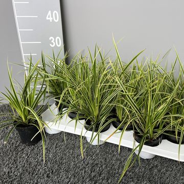 Carex morrowii 'Goldband'