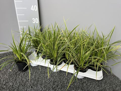Carex morrowii 'Goldband'