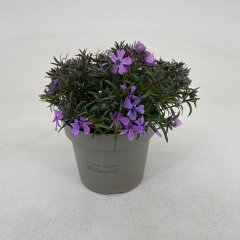 Phlox Subulata