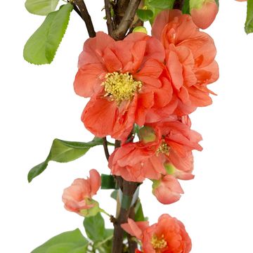 Chaenomeles speciosa 'Mango Storm'