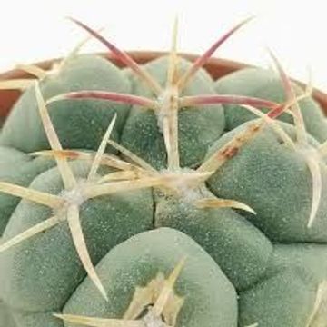 Thelocactus hexaedrophorus