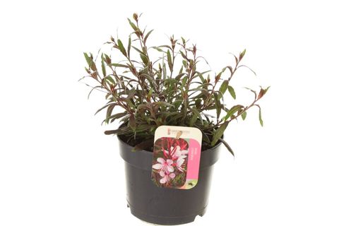 Gaura lindheimeri GEYSER PINK