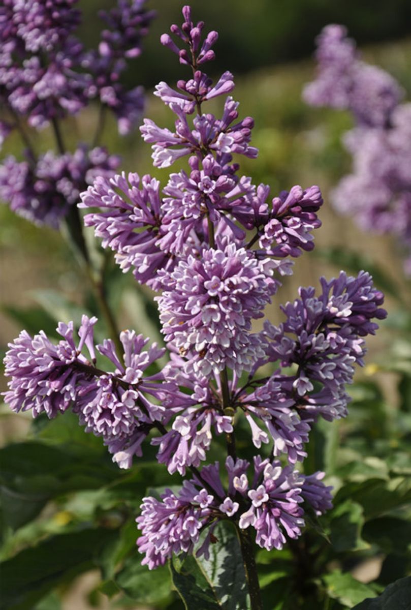 Syringa Royalty (P23 cm H25 - 35 cm) – Plant Wholesale FlorAccess