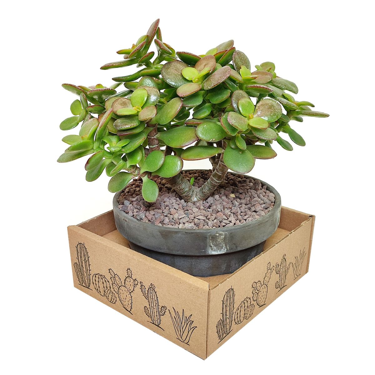 Crassula ovata 'Minima' — Plant Wholesale FlorAccess