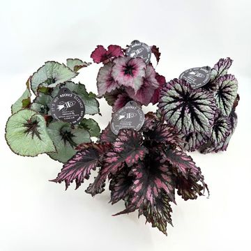 Begonia REX MIX
