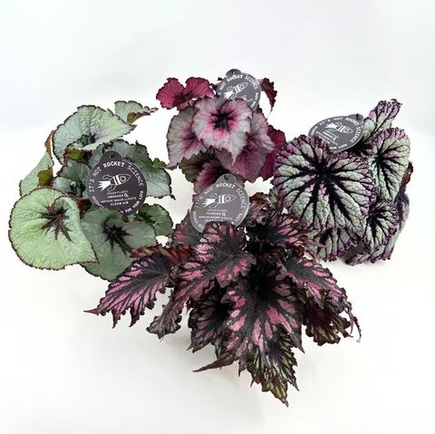 Begonia REX MIX