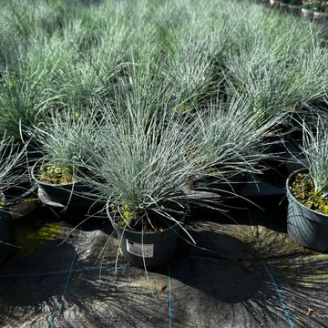 Festuca glauca