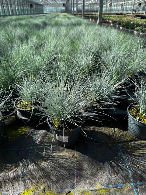 Festuca glauca