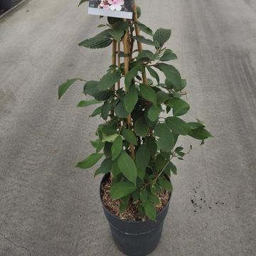 Viburnum plicatum KILIMANDJARO SUNRISE