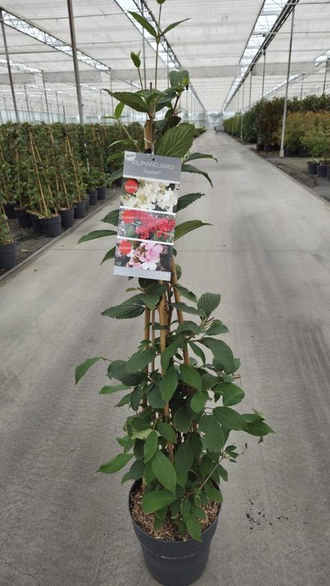 Viburnum plicatum KILIMANDJARO SUNRISE