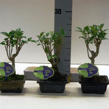 Ficus retusa