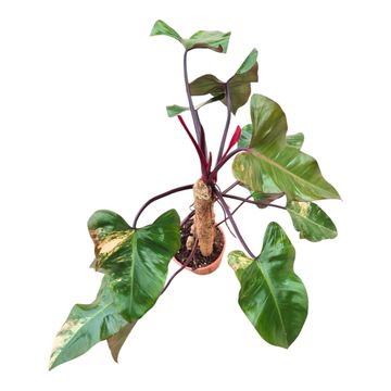 Philodendron 'Strawberry Shake'