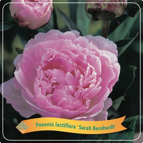 Paeonia 'Sarah Bernhardt'