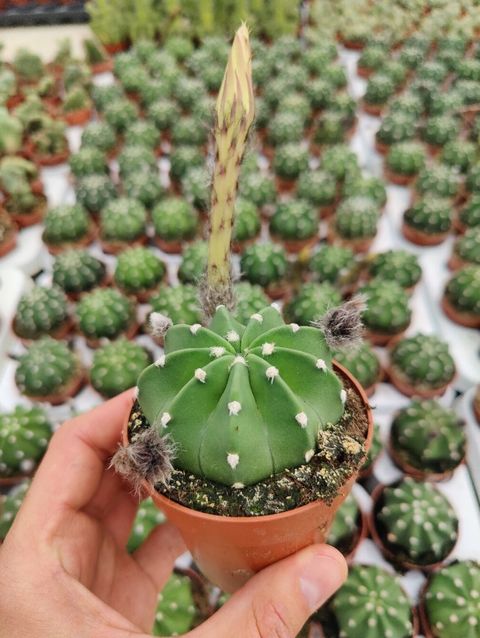 Echinopsis subdenudata