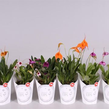 Masdevallia MIX