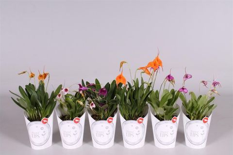 Masdevallia MIX