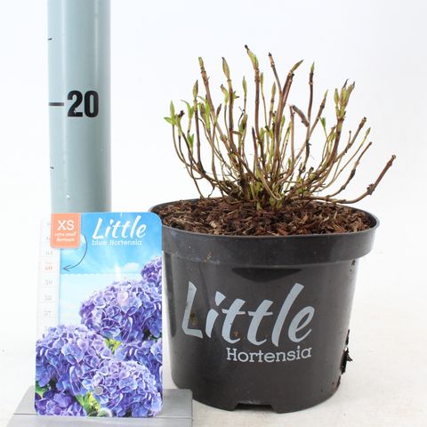 Hydrangea macrophylla 'Little Blue'