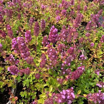 Thymus serpyllum