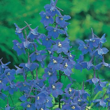 Delphinium 'Bellamosum'